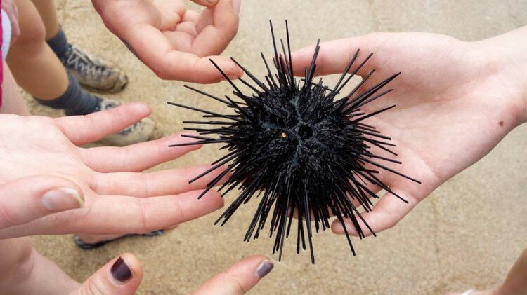 1926704_10152039268453176_6027302191327679102_n