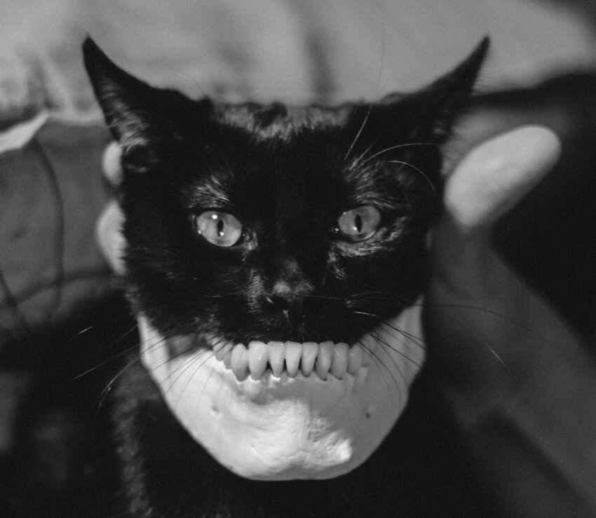 (Philly painter Maria Teicher's cat, Baxter)