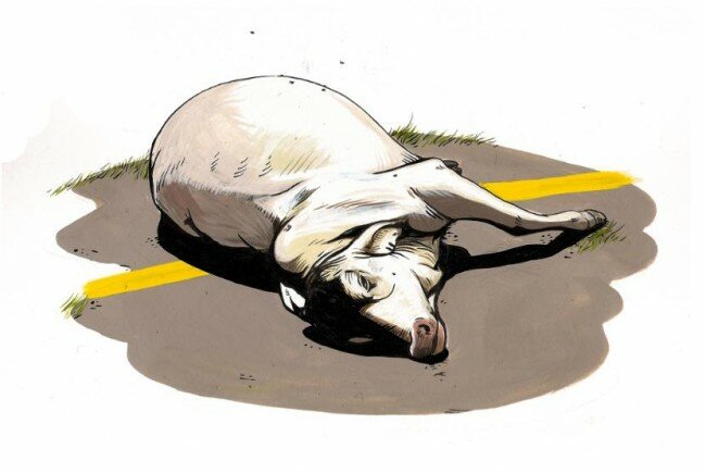 roadkill