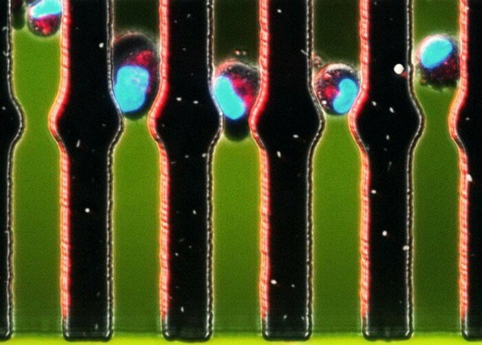 46335_10151263350175090_643314028_n