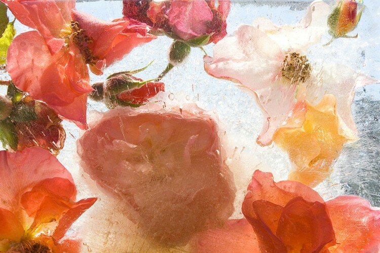 Garden Roses (2008) from the series Ice Gardens by Mary Kocol