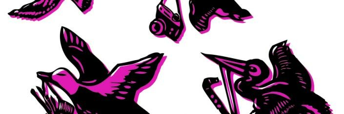 artbeat_bird_cluster