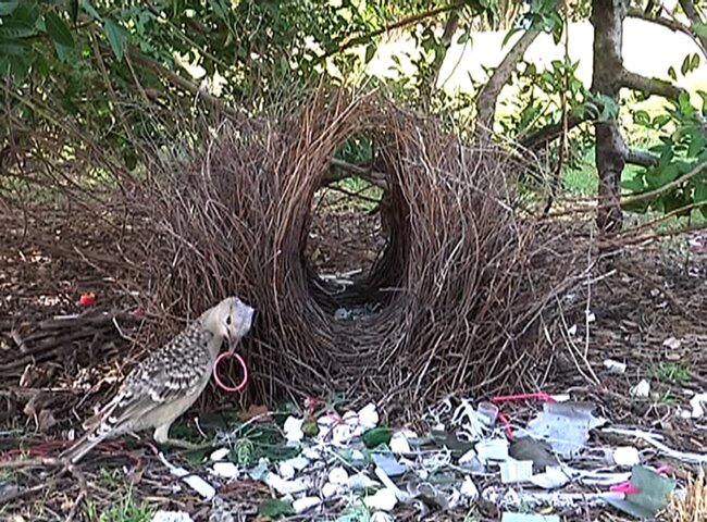 gk-Aesthetics-as-a-way-of-survival-Still-1