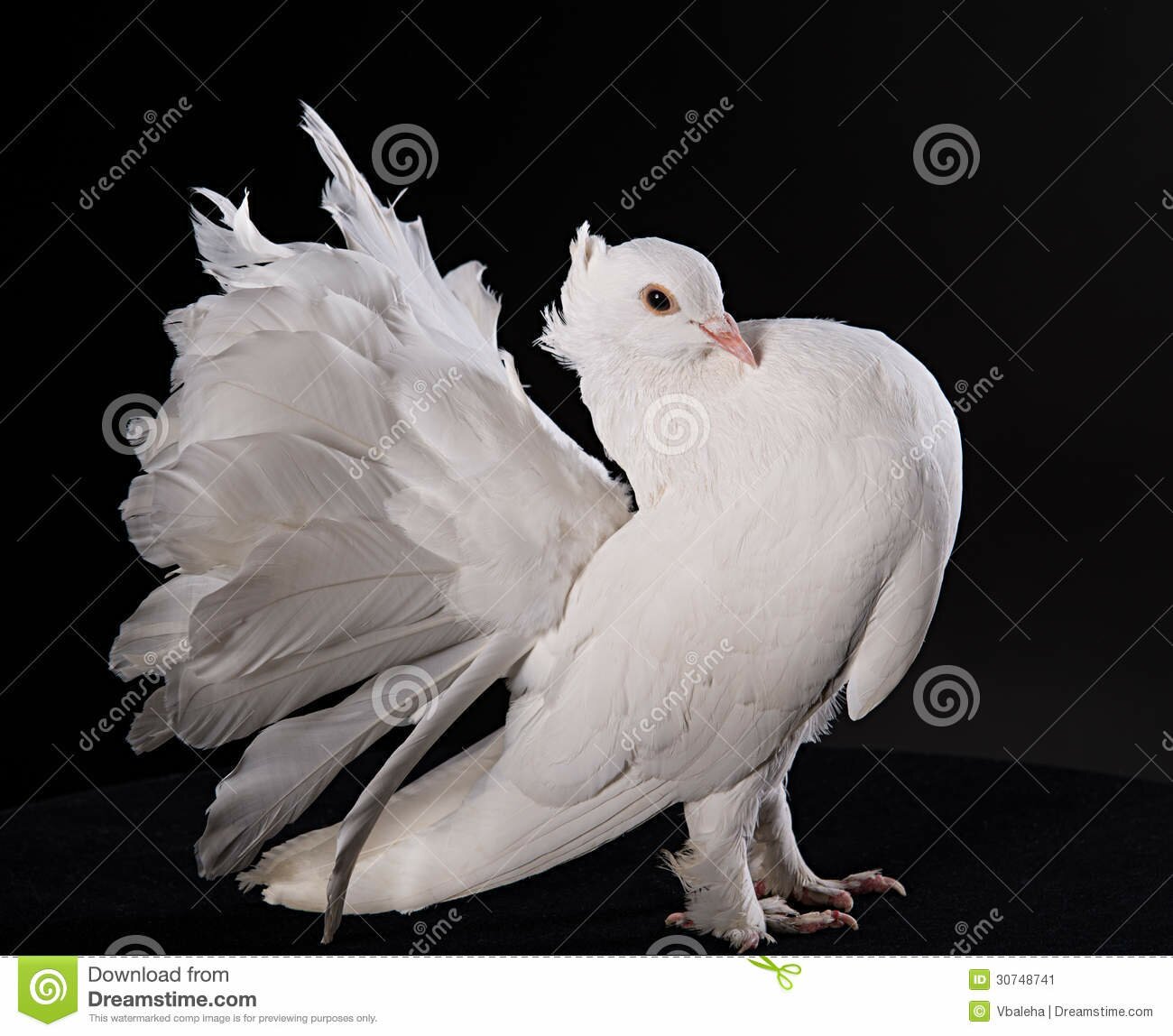 //www.dreamstime.com/stock-image-proud-white-pigeon-black-background-image30748741